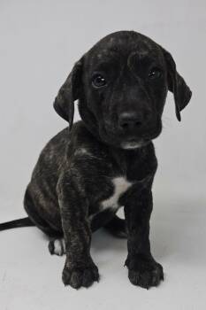 Labrador Retriever and Retriever Dogs Available for Adoption in New York, New York - Wayne Lucas *foster Needed* | PetCurious