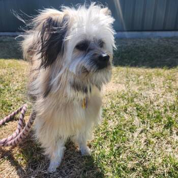 Yorkshire Terrier Dogs Available for Adoption in Brookings, South Dakota - Roddy | PetCurious