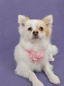 Minnie Me -  Pomeranian Dog for Adoption in Lodi, California - Minnie Me | PetCurious
