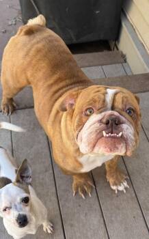 English Bulldog Dogs Available for Adoption in North Freedom, Wisconsin - Banjo  | PetCurious