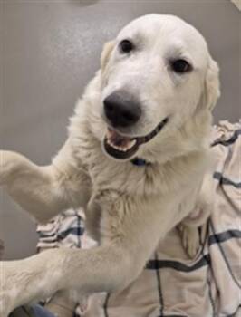 Great Pyrenees and Mixed Breed Dogs Available for Adoption in Hagerstown, Maryland - WYNONA | PetCurious
