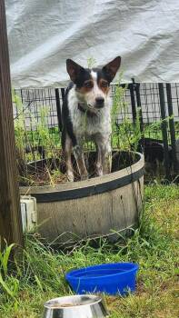 Galaxy -  Australian Cattle Dog Blue Heeler Dog for Adoption in Mansfield, Ohio - Galaxy | PetCurious