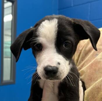 Jupiter -  Labrador Retriever Dog for Adoption in Golden, Colorado - Jupiter | PetCurious