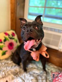 Jellybean Little Ray of Sunshine -  American Bulldog and Staffordshire Bull Terrier Dog for Adoption in Friendswood, Texas - Jellybean Little Ray Of Sunshine | PetCurious