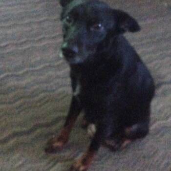 Jazz (Jojo) -  Rat Terrier and Mixed Breed Dog for Adoption in Morganfield, Kentucky - Jazz (Jojo) | PetCurious