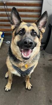 ARTIE -  Mixed Breed Dog for Adoption in Dallas, Texas - ARTIE | PetCurious