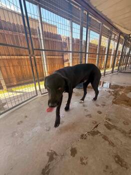 Cash -  Labrador Retriever Dog for Adoption in Big Spring, Texas - Cash | PetCurious