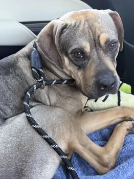 Rescue Mixed Breed Dogs for Adoption in Houston, Texas - Sonny! Sweet Companion | PetCurious