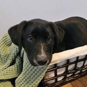 Black Labrador Retriever Dogs Available for Adoption - Gopher | PetCurious
