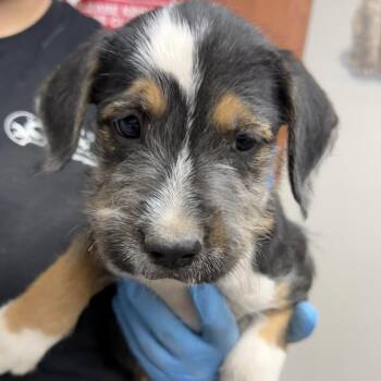 Zayn -  Pit Bull Terrier Dog Available for Adoption in Yuma, Arizona - Zayn | PetCurious