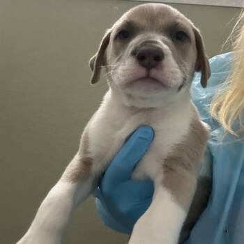 A808503 -  American Staffordshire Terrier Dog for Adoption in San Antonio, Texas - A808503 | PetCurious