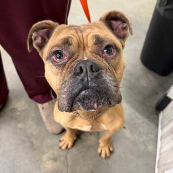 Bobby -  Terrier Dog for Adoption in Tampa, Florida - Bobby | PetCurious