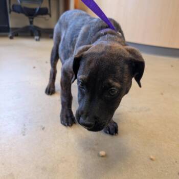 Pit Bull Terrier and Mastiff Dogs Available for Adoption - Calamity Jane | PetCurious