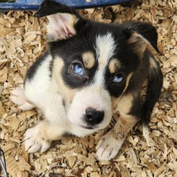 Mixed Breed and Husky Dogs Available for Adoption in Hopkinton, Massachusetts - River | PetCurious