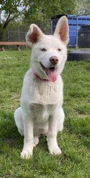 Siberian Husky Dogs Available for Adoption - CELESTE | PetCurious