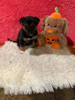 Kaiser -  Mixed Breed Dog for Adoption in Hot Springs, South Dakota - Kaiser | PetCurious