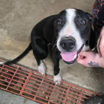 Bull Terrier and Mixed Breed Dogs Available for Adoption - Tater | PetCurious