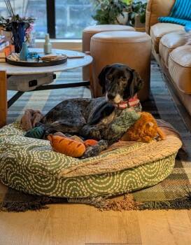 Dallas -  German Shorthaired Pointer Dog for Adoption in Millcreek, Utah - Dallas | PetCurious