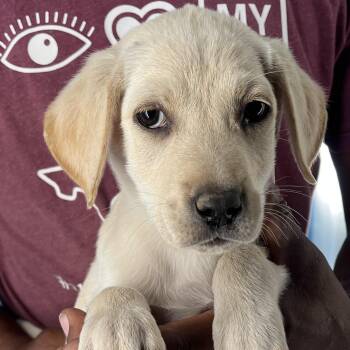 Rescue Black Labrador Retriever Dogs for Adoption in Brookshire, Texas - Lucky - Local Dec 19-21 | PetCurious