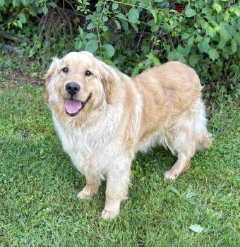 Golden Retriever Dogs Available for Adoption in Hazlet, New Jersey - Sully | PetCurious