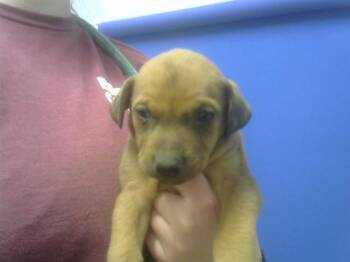 Labrador Retriever and Mixed Breed Dogs Available for Adoption - BRAN | PetCurious