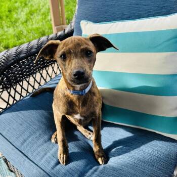 Beagle and Pug Dogs Available for Adoption in Parker, Colorado - 445 (2026) Spazz | PetCurious