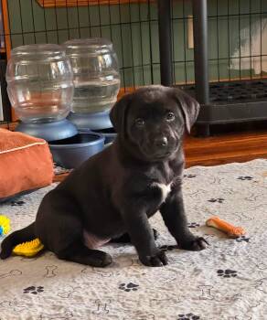 Birdie -  Black Labrador Retriever and German Shepherd Dog Dog for Adoption in Medina, Ohio - Birdie | PetCurious