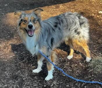 Rescue Australian Shepherd Dogs for Adoption in Indianapolis, Indiana - Simon | PetCurious