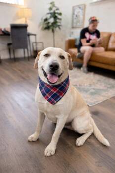 Yellow Labrador Retriever Dogs Available for Adoption - Sterling Bear The Certified Lover Boy | PetCurious