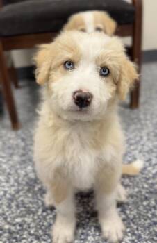 Sweetie -  Aussiedoodle and Mixed Breed Dog for Adoption in Bemidji, Minnesota - Sweetie | PetCurious