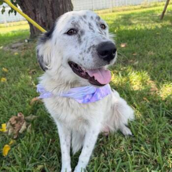 Gardenia -  Australian Cattle Dog Blue Heeler Dog for Adoption in Aledo, Texas - Gardenia | PetCurious