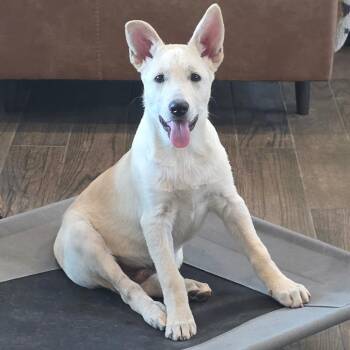 Cola Bear DD -  White German Shepherd and Yellow Labrador Retriever Dog for Adoption in Austin, Texas - Cola Bear DD | PetCurious