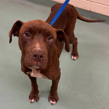 Mixed Breed Dogs Available for Adoption in Memphis, Tennessee - Frankie | PetCurious