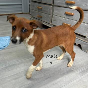 Australian Shepherd Dogs Available for Adoption in Princeton, Kentucky - Twix | PetCurious