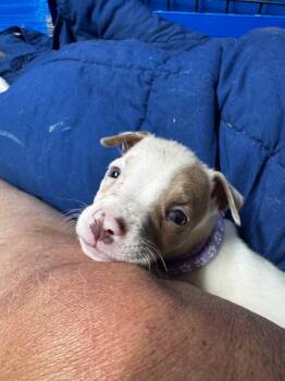 Storm -  Pit Bull Terrier Dog for Adoption in Charlotte, Michigan - Storm | PetCurious
