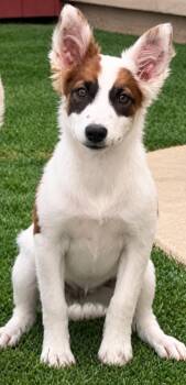 Petunia -  Border Collie and Australian Shepherd Dog for Adoption in Longmont, Colorado - Petunia | PetCurious