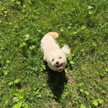 Brynn -  Poodle and Mixed Breed Dog for Adoption in Griswold, Connecticut - Brynn | PetCurious