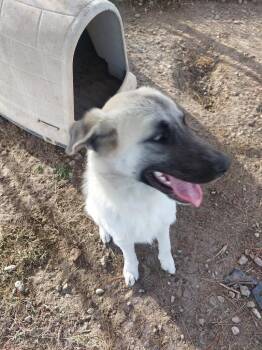 Anatolian Shepherd Dogs Available for Adoption in Brownwood, Texas - Chunk | PetCurious