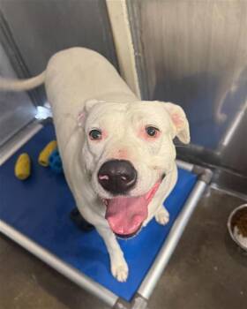SHIRO -  Pit Bull Terrier Dog for Adoption in Camarillo, California - SHIRO | PetCurious