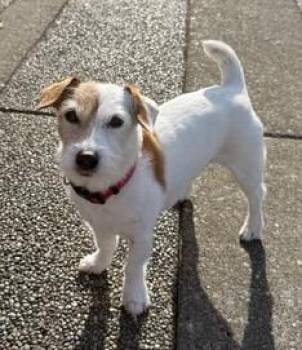 Tigger -  Jack Russell Terrier Dog for Adoption in Clatskanie, Oregon - Tigger | PetCurious