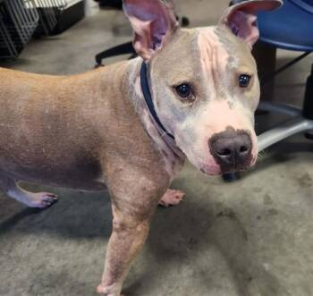 SUSHI -  Pit Bull Terrier and Mixed Breed Dog for Adoption in Brunswick, Georgia - SUSHI | PetCurious