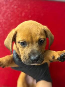 A255383 -  Mastiff and Mixed Breed Dog for Adoption in Visalia, California - A255383 | PetCurious