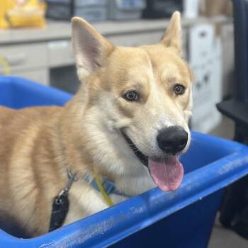 Rescue Husky Dogs for Adoption in Dallas, Texas - APOLLO | PetCurious
