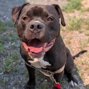 Mr. Magoo -  Pit Bull Terrier Dog for Adoption in Cheyenne, Wyoming - Mr. Magoo | PetCurious