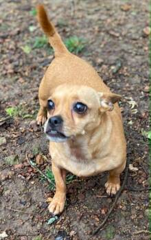Pepper -  Chihuahua Dog for Adoption in Hopkinton, Massachusetts - Pepper | PetCurious