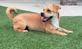 Nyla -  Mixed Breed Dog for Adoption in Dalton, Georgia - Nyla | PetCurious