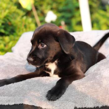 CT Kiara -  Catahoula Leopard Dog and Mixed Breed Dog for Adoption in Stormville, New York - CT Kiara | PetCurious