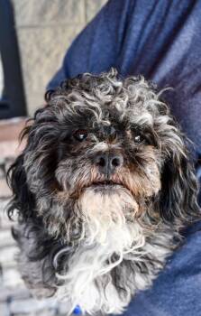 Asphalt -  Poodle and Bichon Frise Dog for Adoption in Yakima, Washington - Asphalt | PetCurious