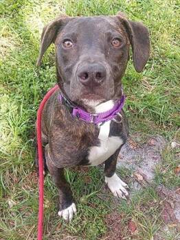 American Staffordshire Terrier Dogs Available for Adoption in Fort Lauderdale, Florida - COPPER | PetCurious