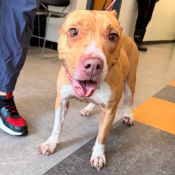 Skittles -  Mixed Breed Dog for Adoption in Philadelphia, Pennsylvania - Skittles | PetCurious